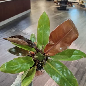 Philodendron Prince of Orange 4"